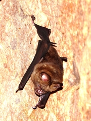 Hipposideros armiger