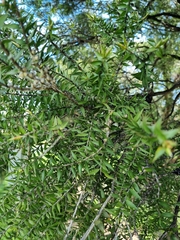 Melaleuca styphelioides