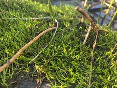 Lilaeopsis occidentalis