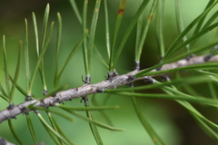 Pinus contorta