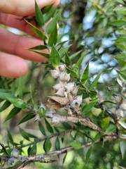 Melaleuca styphelioides