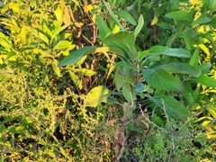 Ehretia anacua