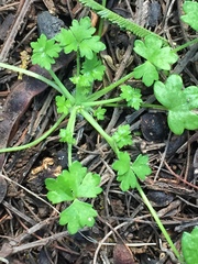 Hydrocotyle foveolata