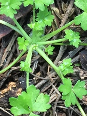 Hydrocotyle foveolata