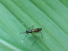 Rainieria