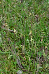 Caladenia villosissima