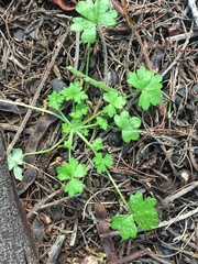Hydrocotyle foveolata