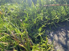 Lilaeopsis occidentalis