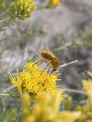 Bombyliinae