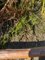 Lilaeopsis occidentalis