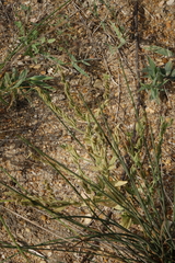 Schenkia spicata