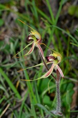 Caladenia villosissima