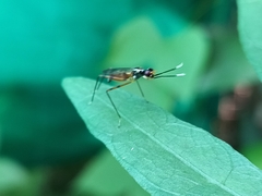 Rainieria