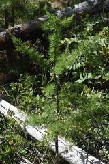 Larix occidentalis