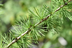 Larix occidentalis