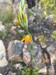 Chloraea chrysantha