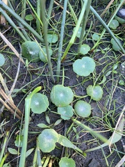 Hydrocotyle