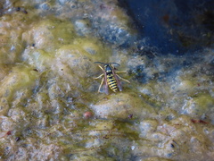 Vespula atropilosa