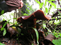 Psilocybe caerulescens