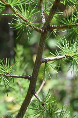 Larix occidentalis