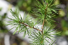 Larix occidentalis