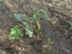 Proboscidea parviflora