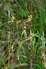 Caladenia villosissima