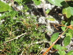 Toxomerus floralis