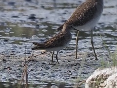 Calidris subminuta