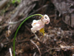 Erythronium montanum