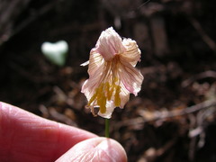 Erythronium montanum