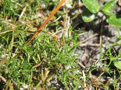 Toxomerus floralis
