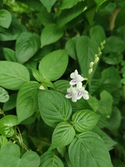 Asystasia intrusa