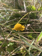 Helenium puberulum