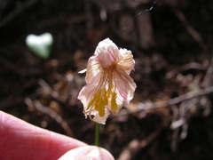 Erythronium montanum