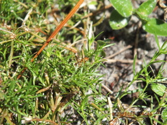 Toxomerus floralis