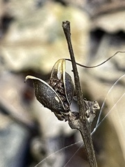 Aureolaria virginica