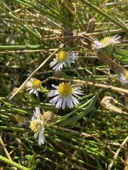 Symphyotrichum lentum