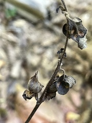 Aureolaria virginica