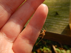 Araneus thaddeus