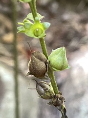 Aureolaria virginica