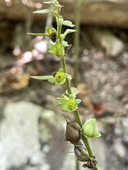 Aureolaria virginica