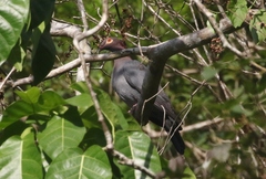 Patagioenas squamosa
