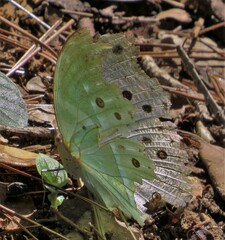 Protogoniomorpha parhassus
