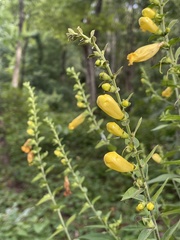 Aureolaria virginica