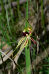 Caladenia parva