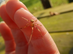 Araneus thaddeus
