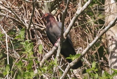 Patagioenas squamosa