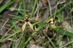 Caladenia villosissima