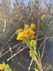 Senecio hydrophilus
